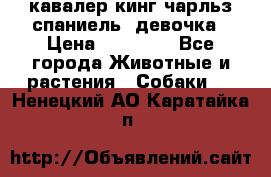  кавалер кинг чарльз спаниель -девочка › Цена ­ 45 000 - Все города Животные и растения » Собаки   . Ненецкий АО,Каратайка п.